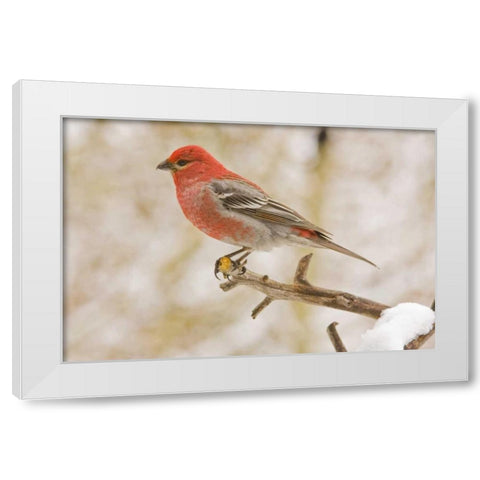 Colorado, Frisco Pine grosbeak perched on limb White Modern Wood Framed Art Print by Lord, Fred