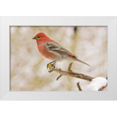Colorado, Frisco Pine grosbeak perched on limb White Modern Wood Framed Art Print by Lord, Fred