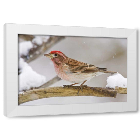 CO, Frisco Cassins finch perched on branch White Modern Wood Framed Art Print by Lord, Fred