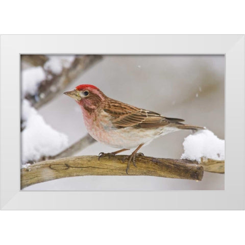 CO, Frisco Cassins finch perched on branch White Modern Wood Framed Art Print by Lord, Fred