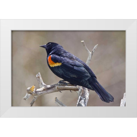 CO, Frisco Portrait of male red-winged blackbird White Modern Wood Framed Art Print by Lord, Fred