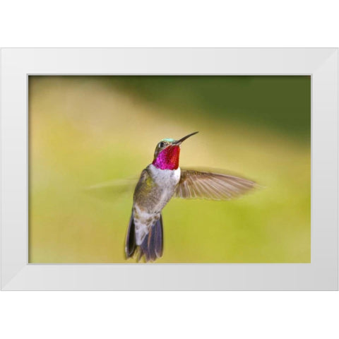 CO, Frisco Broad-tailed hummingbird in flight White Modern Wood Framed Art Print by Lord, Fred