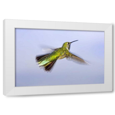 Colorado, Heeney Rufous hummingbird in flight White Modern Wood Framed Art Print by Lord, Fred