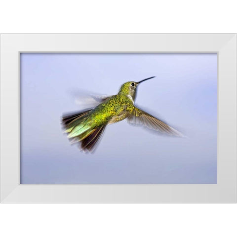 Colorado, Heeney Rufous hummingbird in flight White Modern Wood Framed Art Print by Lord, Fred
