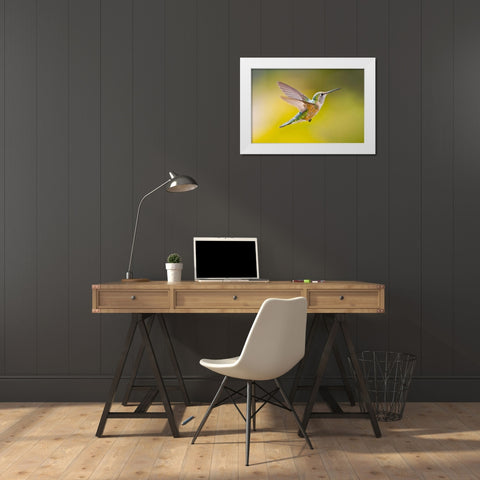 Colorado, Heeney Rufous hummingbird in flight White Modern Wood Framed Art Print by Lord, Fred