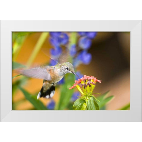 CO, Leadville Rufous hummingbird feeding White Modern Wood Framed Art Print by Lord, Fred
