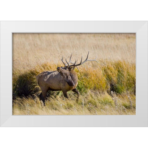 CO, Rocky Mts, Moraine Valley Bull elk White Modern Wood Framed Art Print by Lord, Fred
