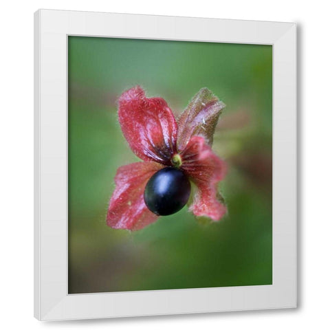 CO, Black twinberry bract and berry along a road White Modern Wood Framed Art Print by Kelley, David