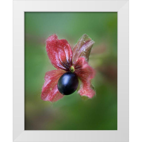 CO, Black twinberry bract and berry along a road White Modern Wood Framed Art Print by Kelley, David