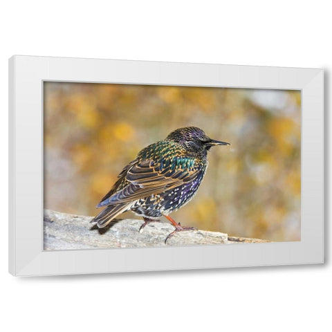 CO, Frisco European starling standing on log White Modern Wood Framed Art Print by Lord, Fred