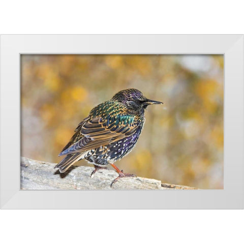 CO, Frisco European starling standing on log White Modern Wood Framed Art Print by Lord, Fred