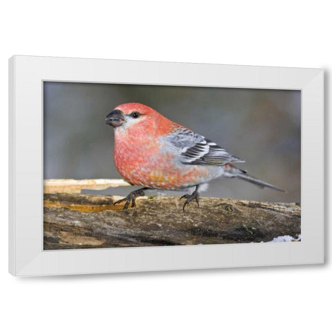 Colorado, Frisco Male pine grosbeak bird on log White Modern Wood Framed Art Print by Lord, Fred