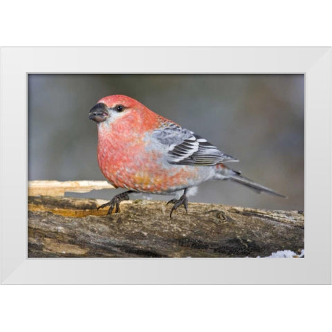Colorado, Frisco Male pine grosbeak bird on log White Modern Wood Framed Art Print by Lord, Fred