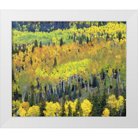 Colorado, Rocky Mts Fall colors of Aspen trees White Modern Wood Framed Art Print by Talbot Frank, Christopher