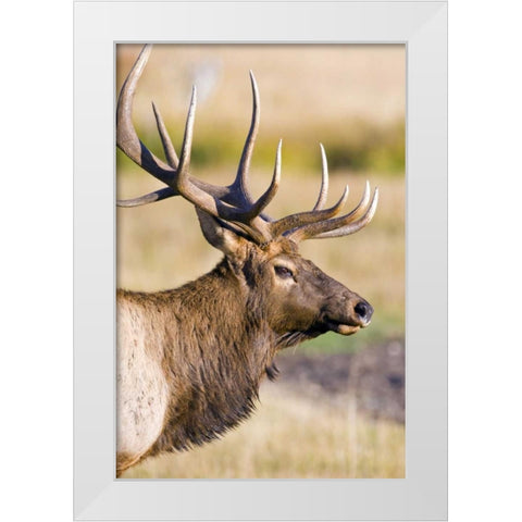 CO, Rocky Mts Bull elk with full rack of antlers White Modern Wood Framed Art Print by Lord, Fred