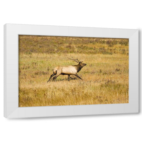 CO, Rocky Mts Bull elk with full rack of antlers White Modern Wood Framed Art Print by Lord, Fred