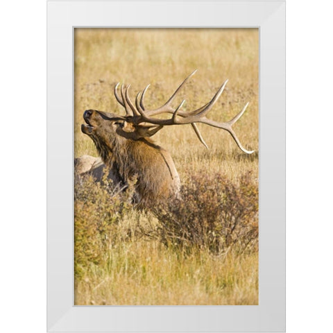 CO, Rocky Mts Bull elk rests in grassy field White Modern Wood Framed Art Print by Lord, Fred