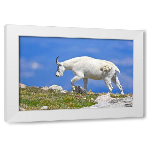 CO, Mount Evans Mountain goat walking on ridge White Modern Wood Framed Art Print by Lord, Fred