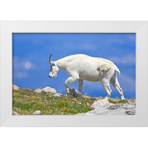 CO, Mount Evans Mountain goat walking on ridge White Modern Wood Framed Art Print by Lord, Fred