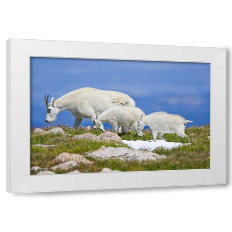 CO, Mount Evans Mountain goat with two kids White Modern Wood Framed Art Print by Lord, Fred