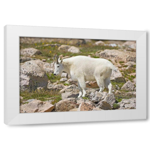 CO, Mt Evans Mountain goat standing on rocks White Modern Wood Framed Art Print by Lord, Fred