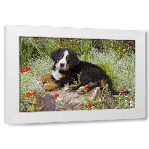 CO, Breckenridge Female Bernese Mountain Dog White Modern Wood Framed Art Print by Lord, Fred