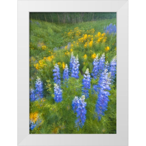CO, Crested Butte Lupines and sunflowers, spring White Modern Wood Framed Art Print by Rotenberg, Nancy