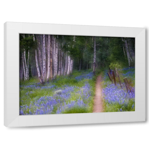 CO, Crested Butte Fenced trail through lupine White Modern Wood Framed Art Print by Rotenberg, Nancy