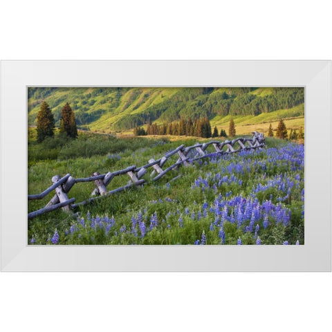 CO, Crested Butte Fence in a mountain valley White Modern Wood Framed Art Print by Rotenberg, Nancy