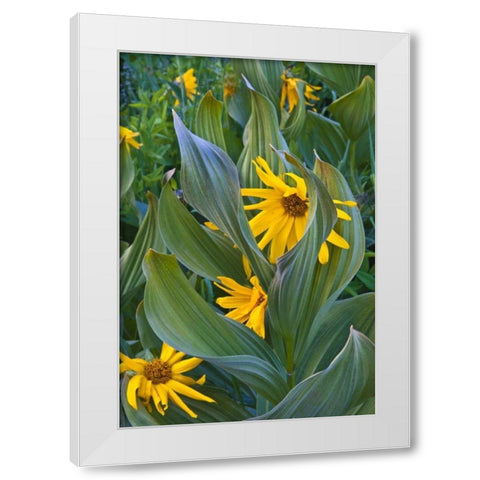 CO, Crested Butte Corn lilies and sunflowers White Modern Wood Framed Art Print by Rotenberg, Nancy