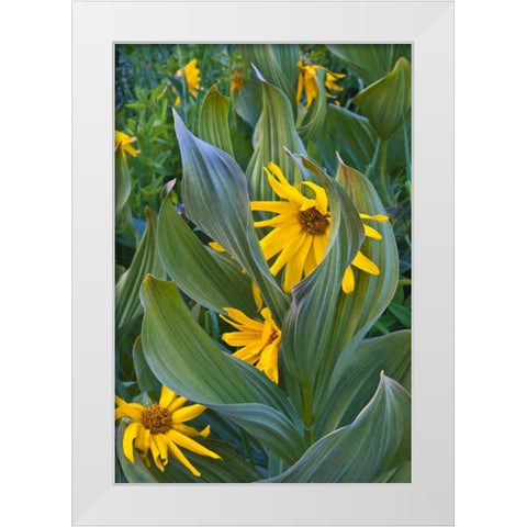 CO, Crested Butte Corn lilies and sunflowers White Modern Wood Framed Art Print by Rotenberg, Nancy