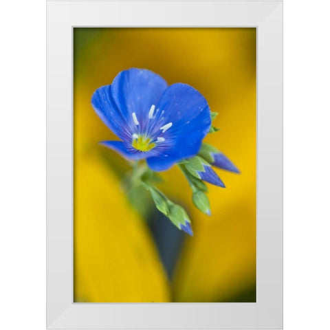 Colorado Cranesbill geranium flower in spring White Modern Wood Framed Art Print by Rotenberg, Nancy