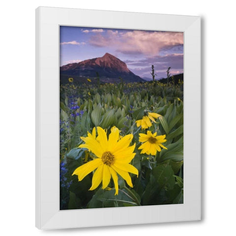 CO, Crested Butte Flowers by Mt Crested Butte White Modern Wood Framed Art Print by Rotenberg, Nancy