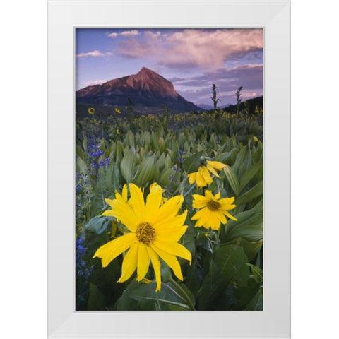 CO, Crested Butte Flowers by Mt Crested Butte White Modern Wood Framed Art Print by Rotenberg, Nancy