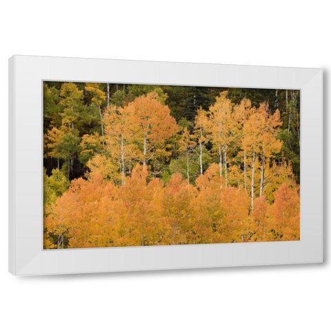 CO, Uncompahgre NF Grove of orange-tinged aspens White Modern Wood Framed Art Print by Grall, Don