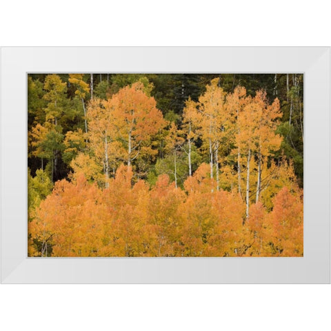 CO, Uncompahgre NF Grove of orange-tinged aspens White Modern Wood Framed Art Print by Grall, Don