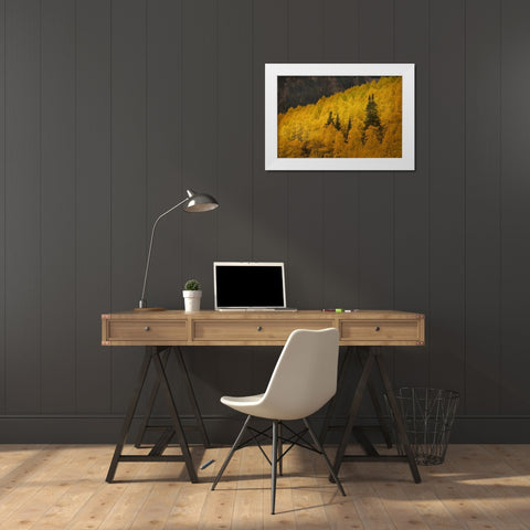 CO, Rocky Mts A ridge of aspen trees in autumn White Modern Wood Framed Art Print by Grall, Don