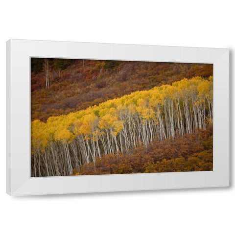 CO, Gunnison NP Autumn trees in Black Canyon White Modern Wood Framed Art Print by Grall, Don