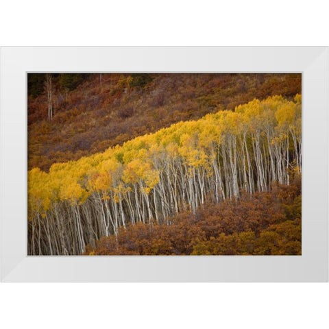 CO, Gunnison NP Autumn trees in Black Canyon White Modern Wood Framed Art Print by Grall, Don