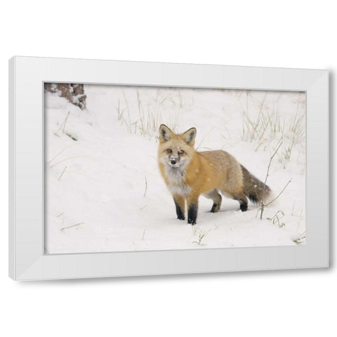 CO, Pike NF A red fox with snow on its muzzle White Modern Wood Framed Art Print by Grall, Don