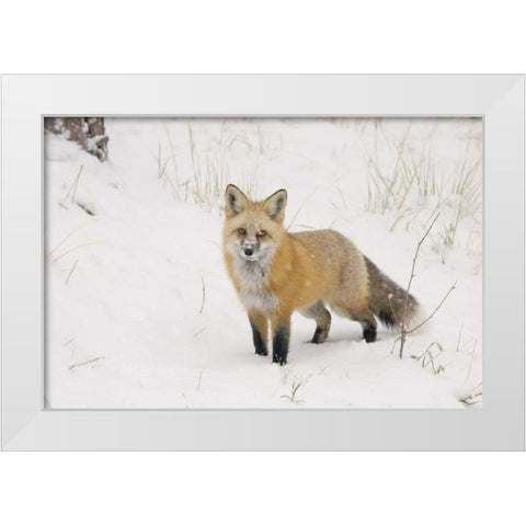 CO, Pike NF A red fox with snow on its muzzle White Modern Wood Framed Art Print by Grall, Don