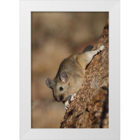 CO, Pike NF Bushy-tailed woodrat on a tree White Modern Wood Framed Art Print by Grall, Don