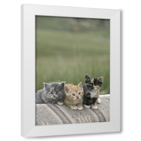 CO, Divide Barn kittens pose on a horse blanket White Modern Wood Framed Art Print by Grall, Don