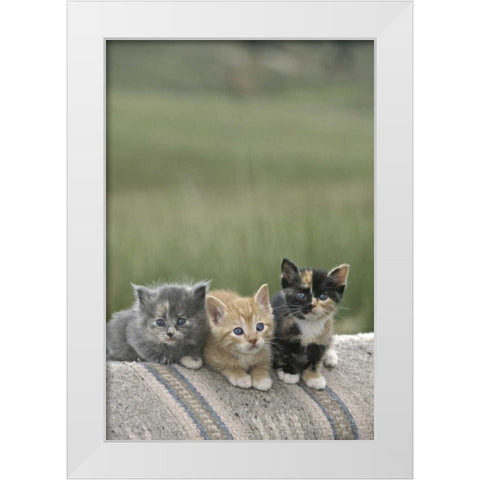 CO, Divide Barn kittens pose on a horse blanket White Modern Wood Framed Art Print by Grall, Don