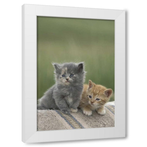 CO, Divide Barn kittens pose on a horse blanket White Modern Wood Framed Art Print by Grall, Don