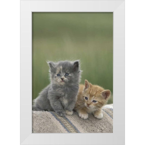 CO, Divide Barn kittens pose on a horse blanket White Modern Wood Framed Art Print by Grall, Don