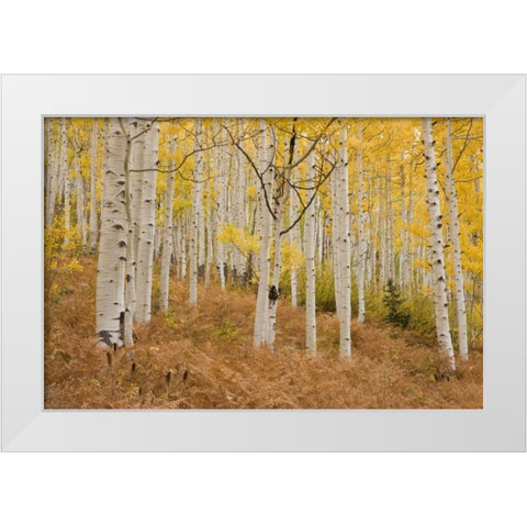 CO, Gunnison NF, Ohio Pass Aspen forest White Modern Wood Framed Art Print by Grall, Don