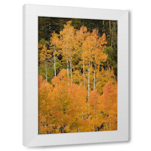 CO, Uncompahgre NF Grove of orange-tinged aspens White Modern Wood Framed Art Print by Grall, Don