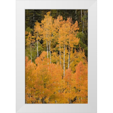 CO, Uncompahgre NF Grove of orange-tinged aspens White Modern Wood Framed Art Print by Grall, Don