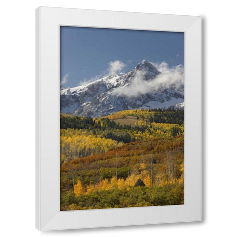 CO, San Juan Mts, Uncompahgre NF Autumn forest White Modern Wood Framed Art Print by Grall, Don